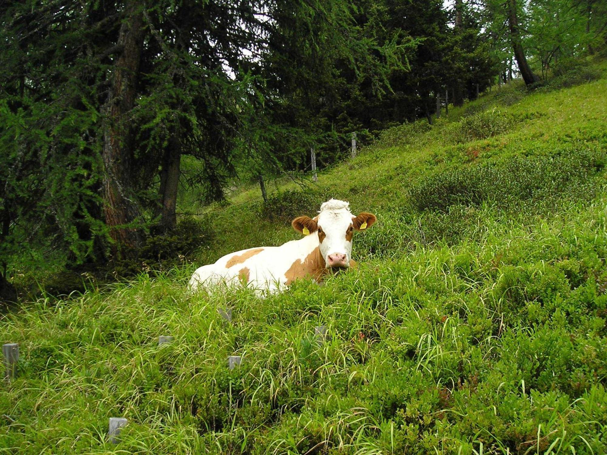 Bauernhof Grussberggut Villa Bad Hofgastein Eksteriør bilde